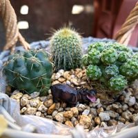 サボテン,ギンテマリ,サボテン ヒカダマ,サボテン キンコウマル,サボテンの寄せ植えの画像
