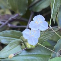 ブライダルベール,ブライダルベール,うどん県,黒ニャンコ隊,うどん県西支部の画像