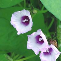 さつまいも,サツマイモ,唐芋（からいも）,甘藷,収穫の画像