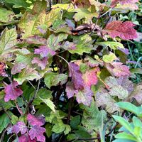 カシワバアジサイ,散歩,紅葉（こうよう）,素敵な出会い,秋ですね♪の画像