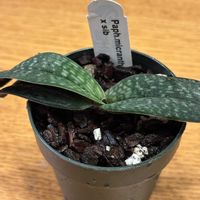 パフィオペディラム　ミクランサム,Paph. micranthum,植え替え,洋ラン,地生蘭の画像