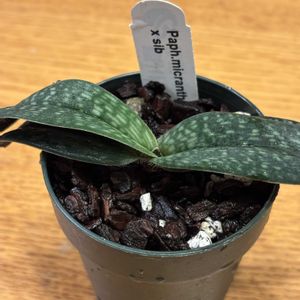 パフィオぺディラム,パフィオペディラム　ミクランサム,Paph. micranthum,植え替え,洋ランの画像