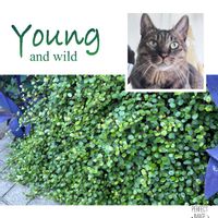 ワイヤープランツ,ネコ好き,ねこちゃん♡,玄関先,ノンちゃんの日の画像