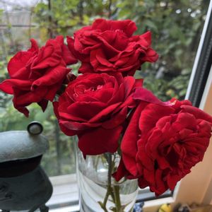 バラ,バラ,マイガーデン,薔薇♪,花のある暮らしの画像