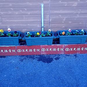 パイナップル,パンジー,ビオラ,プランター,勝手に花いっぱい運動の画像