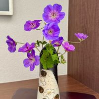 ゲラニウム,ゲラニウム ロザンネイ,今日の１枚,花のあるくらし,ふふの家の画像