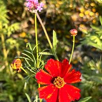 ヤナギハナガサ,ジャリ道,秋風の中で,深いオレンジ色の花,一輪のオレンジの花の画像
