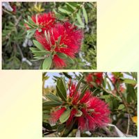 ブラシの木,植物大好き, ヤシの木,平和を願う☆,GS皆様ありがとうの画像