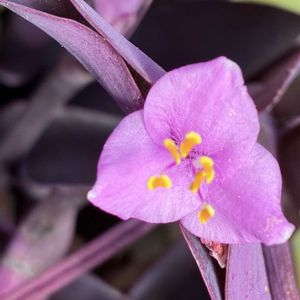 ムラサキゴテン,軒下,花大好き女子の画像