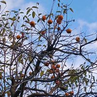 柿の木,お茶の花,すみれ,君が世蘭,細羽柊南天（ほそばひいらぎなんてん）の画像