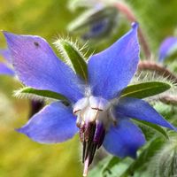 ボリジ,ボリジ,癒し,収穫,青い花の画像