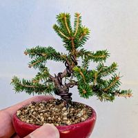 エゾマツ,盆栽,ミニ盆栽,盆栽苗木,まめ盆栽の画像