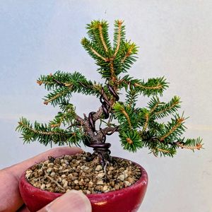 エゾマツ,盆栽,ミニ盆栽,盆栽苗木,まめ盆栽の画像