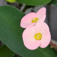 ハナキリン,ホトトギス,ミヤコワスレ,꒰ღ˘◡˘ற꒱かわゅ~,花のある暮らしの画像