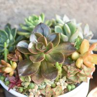 銘月,メラコ,多肉植物,多肉寄せ植え,植中毒の画像