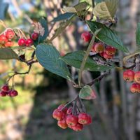 カマツカ,ノイバラ,マユミ,ノイバラの実,野茨の画像