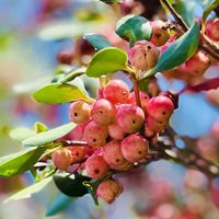モッコク,モッコクの実,玉ボケ,道端の花,玉ボケ倶楽部の画像