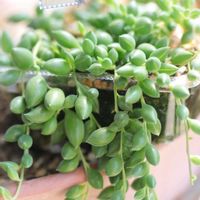 エンジェルティアーズ,多肉葉挿し,七福美尼（しちふくびに）,ゴールドゼリー,ゴールドゼリーの画像