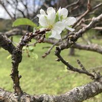 プルーン,プルーンの花,白い花,実のなる木,バラ科の画像