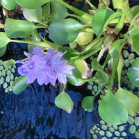 ホテイアオイの画像