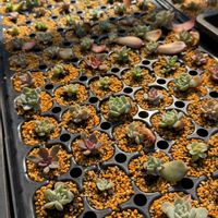 多肉植物,葉挿し,エケベリア属,バルビナエア属,カリロア属の画像