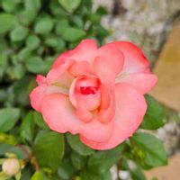 ミニバラ　ラブリーモア,鉢植え,明るい日陰,プランター,ガーデニング初心者の画像