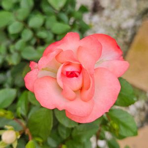 ミニバラ　ラブリーモア,鉢植え,明るい日陰,プランター,ガーデニング初心者の画像