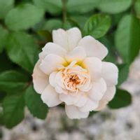 ミニバラ・グリーンアイス,鉢植え,明るい日陰,プランター,ガーデニング初心者の画像