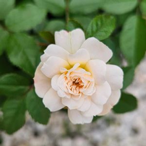 ミニバラ・グリーンアイス,鉢植え,明るい日陰,プランター,ガーデニング初心者の画像