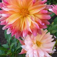 アサガオ,ダリア,ペチュニア,サフィニア,鉢植えの画像
