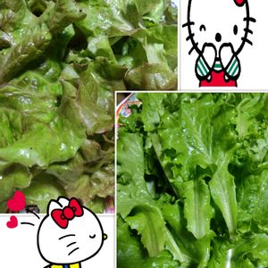 サニーレタス,プランター栽培,グリーンリーフ,サニーレタスの栽培,種蒔きからの栽培の画像