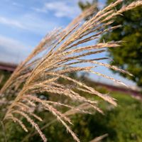ススキ,ススキ,クロガネモチ,ススキ（芒）,ススキ・すすき・芒の画像