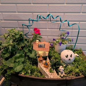 アジュガ,イベリス,キンギョソウ,セダム,ゼラニウムの画像