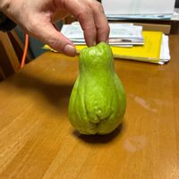 ハヤトウリの画像