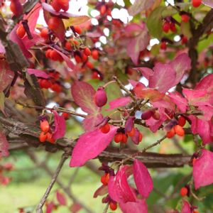 ニシキギ,公園,落葉低木,植栽,被食散布の画像