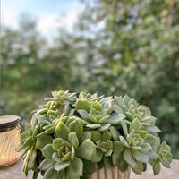 ファンクイーン,桜牡丹,ゴースティ,多肉植物,育てやすい多肉植物の画像