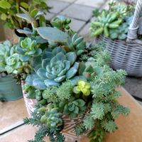 多肉寄せ植えの画像