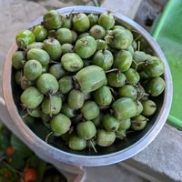 サルナシの画像