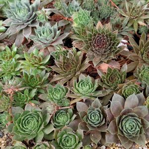 センペル,センペルビウム,多肉植物,軒下,センペルビウム属の画像