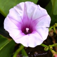 さつまいも,さつまいも畑,さつまいもの葉,サツマイモの花,サツマイモの画像