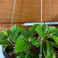 ペペロミア,観葉植物,インテリアの画像