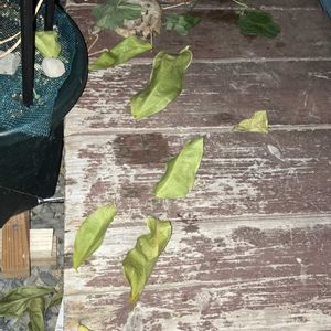 ヒスイカズラ,鉢植え,カット苗,ヒスイカズラ属,ヒスイカズラ鉢植えの画像