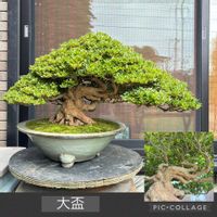 盆栽,展示会,サツキ盆栽の画像