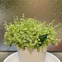 ペペロミア,観葉植物の画像