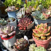 多肉植物,多肉寄せ植え,かわいいな♡,GS日和,庭の画像