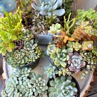 多肉植物,多肉寄せ植え,かわいいな♡,GS日和,庭の画像