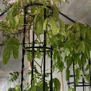 ヒスイカズラ,鉢植え,カット苗,ヒスイカズラ属,ヒスイカズラ鉢植えの画像