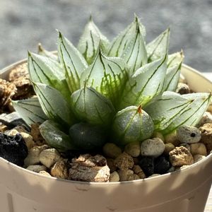 ハオルチア,白ミュータント,白ミュータント,多肉植物,ハオルチア属の画像