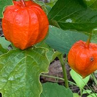 ホオズキ,季節の花,北海道,小さな幸せ♡,ご近所さんの庭先の画像