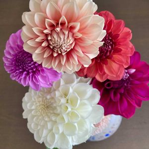 ダリア,切り花の画像